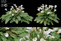 calla lily 3D model