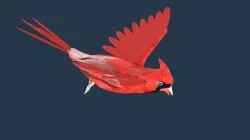 Cardinal bird 3D model