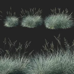 Festuca glauca grass 02 3D model