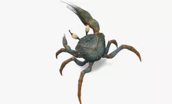 Fiddler Crab Low-poly 3D model