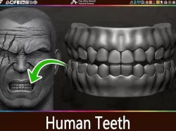 Highly Detailed Human Teeth Low-poly 3D model