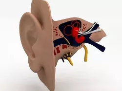 Human Ear Anatomy 3D model 3D model