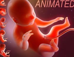 human embryo development animation 3D Models | Page 1 | STLFinder
