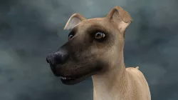 MDGH-019 Rigged Dog 3D model