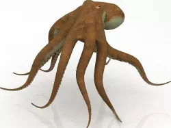 Octopus Crawling Pose model 3D model