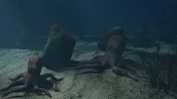 Octopus Low-poly 3D model