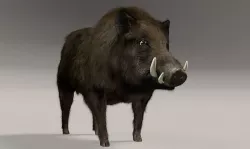 Wild Boar 3D model