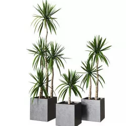 Yucca pot Collection of plants 3D model