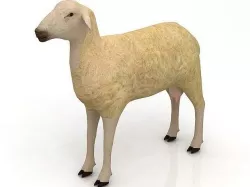 3D Sheep 3D model