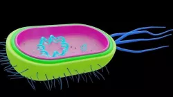 bacteria 3D model