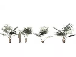 Bismarckia nobilis - Silver Bismarck Palm 01 3D model