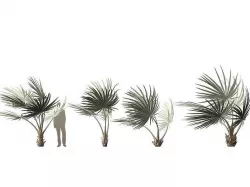 Bismarckia nobilis - Silver Bismarck Palm 02 3D model