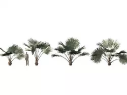 Bismarckia nobilis - Silver Bismarck Palm 03 3D model