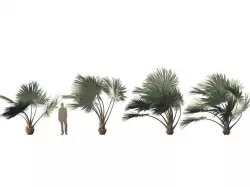 Bismarckia nobilis - Silver Bismarck Palm 04 3D model