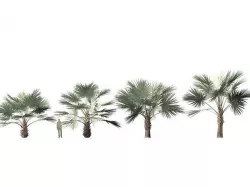 Bismarckia nobilis - Silver Bismarck Palm 05 3D model