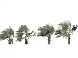 Bismarckia nobilis - Silver Bismarck Palm 06 3D model