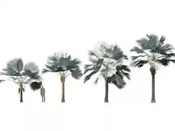 Bismarckia nobilis - Silver Bismarck Palm 07 3D model