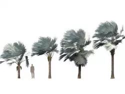 Bismarckia nobilis - Silver Bismarck Palm 08 3D model