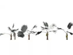 Bismarckia nobilis - Silver Bismarck Palm 09 3D model