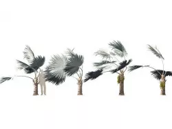 Bismarckia nobilis - Silver Bismarck Palm 10 3D model