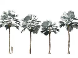 Bismarckia nobilis - Silver Bismarck Palm 11 3D model