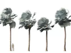 Bismarckia nobilis - Silver Bismarck Palm 12 3D model