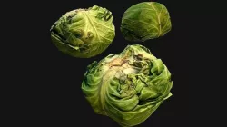 Cabbage Low-poly 3D model