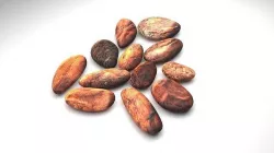 Cocoa Beans 3D model