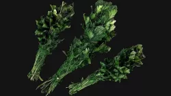 Dill Parsley Onion Green Low-poly 3D model