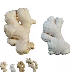 Ginger 3D model