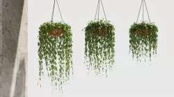 glechoma Hanging basket plants 3D model