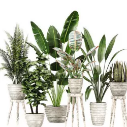 Indoor Plants in Ferm Living Bau Pot Large Banana Low-poly 3D model