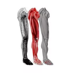 leg anatomy 3D model