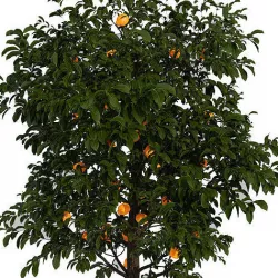 Lemon tree 3D model