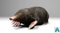 Mole Rigged Low-poly 3D model