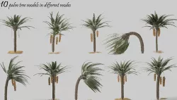 Palm Tree 3D model