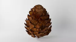 Pine cone 3D model