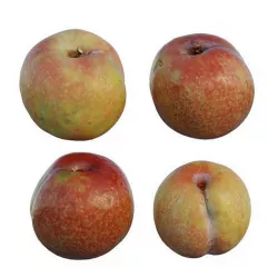 Plum 02 3D model
