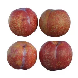 plum 07 3D model