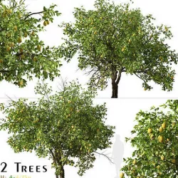 Set of Lemon or Citrus limon Tree - 2 Trees 3D model