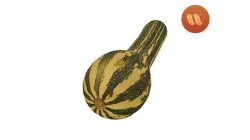 Squash Cucurbita moschata - Real-Time Scanned Low-poly 3D model