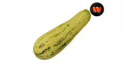 Zucchini Cucurbita pepo - Extreme Definition Scanned 3D model