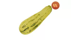 Zucchini Cucurbita pepo - Real-Time Scanned Low-poly 3D model