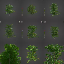 2021 PBR Coffee Collection - Coffea Arabica  3D model