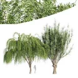2tree-Pollard willow Weeping willow 3D model