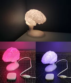 Brain Lamp with Socketed Base