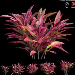 Cordyline Fruticosa 3D model