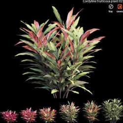 Cordyline Fruticosa plant set 02 3D model