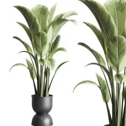 ficus elastica pot Indoor plant 316 concrete dirt vase Low-poly 3D model