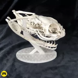 Gaboon Viper Snake Skull